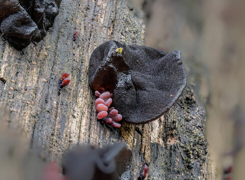 Abgestutzter Druesling (EXIDIA TRUNCATA) und lila gro&szlig;sporige Gallertbecher (ASCOCORYNE CYLICHNIUM)