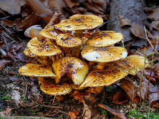 Hochthronender Schüppling (PHOLIOTA LIMONELLA)