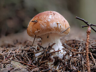 Knolliger Schleierritterling (LEUCOCORTINARIUS BULBIGER)
