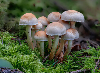 Rauchblättriger Schwefelkopf (HYPHOLOMA CAPNOIDES)