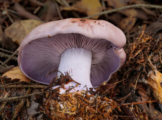 Violetter Rötelritterling (LEPISTA NUDA)