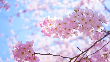 青空と春の桜