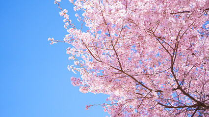 青空と春の桜