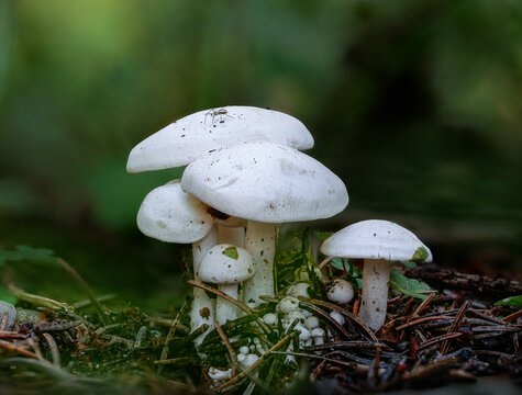 Weisser B&uuml;schrasling (LEUCOCYBE CONNATA)