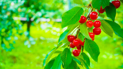 さくらんぼの木