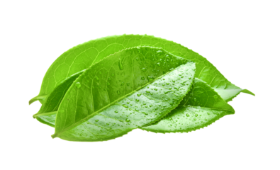 tea leaf isolated on transparent png