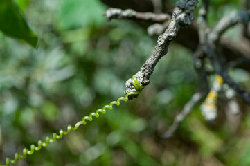 fern leaf in spring