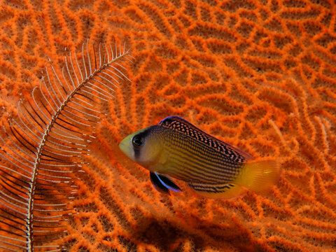 splendid dottyback