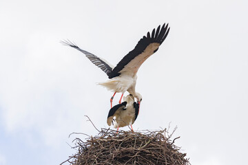 white stork in nest