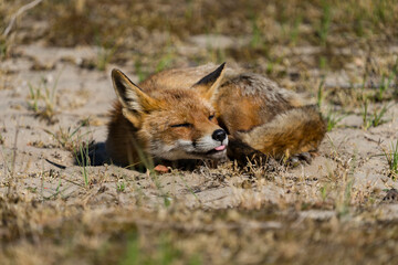 red fox vulpes
