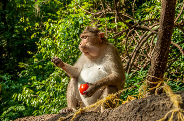 The pregnant monkey eats fruits and vegetables. Rainforest of India, wild animals.