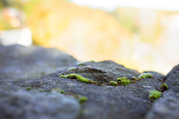 Moos wächst auf einer Mauer im Herbst