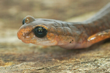 Closeup shot of male Ensatina eschscholtzii salamander on the weathered tree surface
