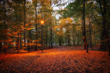 Obraz premium Asphalt road in the dazzling beauty of autumn colors. Uludag mountain national park, Bursa.