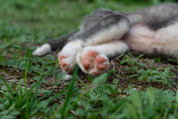 Dog puppy sleeping on ground