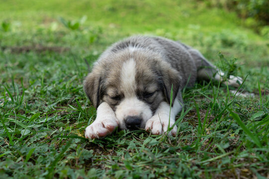 Dog puppy sleeping on ground