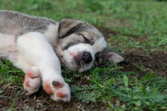 Dog puppy sleeping on ground