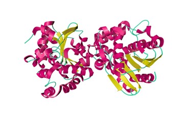 Conserved and divergent strigolactone signaling in Saccharum spontaneum. Ribbons diagram in secondary structure coloring isolated on white background. 3d illustration