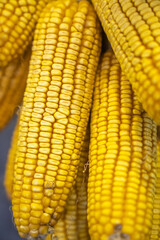 A bunch of corn on the cob hanging on the wall