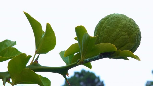 Ripe fruits on a tree (Citrus trifoliata, Poncirus trifoliata)