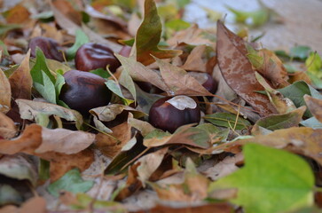 mushrooms on the ground