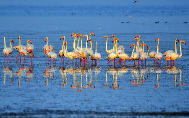 flamingos in the water