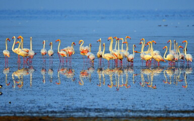 flamingos in the lake