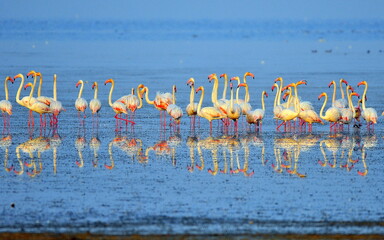 flamingos in the lake
