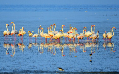 flamingos in the lake
