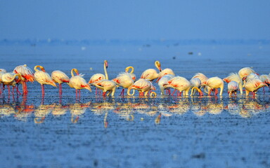 flamingos in the lake