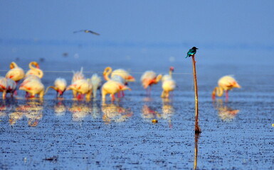 flamingos in the lake
