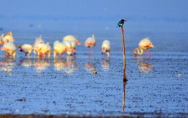 flock of flamingos