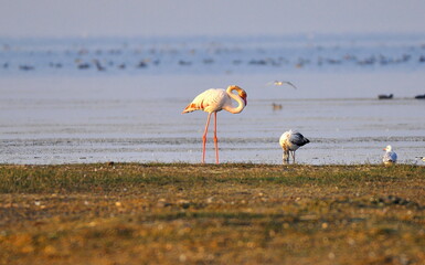flamingo in the water