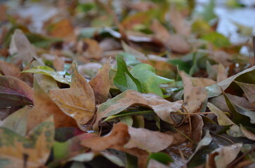 leaf in autumn