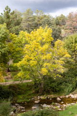 first autumn colors on the banks of the Cofio river in Robledo de Chavela, Madrid