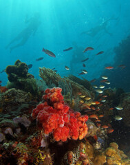 Fototapeta na wymiar Soft coral