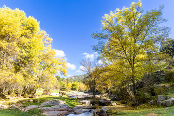 first autumn colors on the banks of the Cofio river in Robledo de Chavela, Madrid
