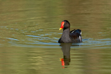 common moorhen swimming in the lake