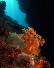 Fototapeta na wymiar Soft coral in an underwater chasm