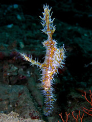 Ghost pipefish