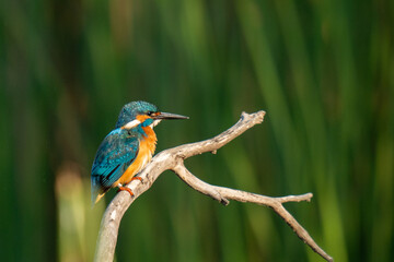 kingfisher on a branch