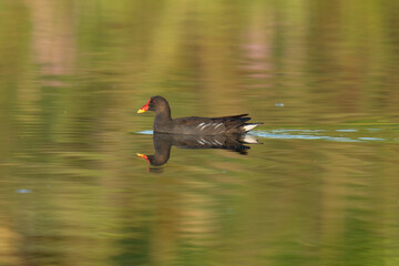 common moorhen swimming in the lake