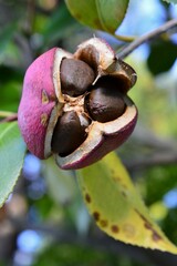 椿の実と椿の種