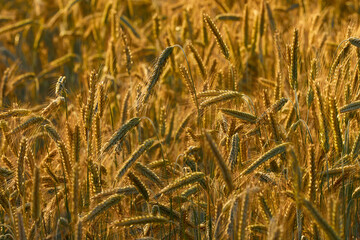 Beer barley lit by the sun. A field with cereals.