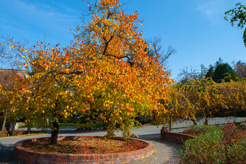 Naklejka premium Selective focus. Autumn Park. A beautiful yellow tree.