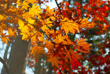Selective focus. Orange maple leaves. Autumn background.