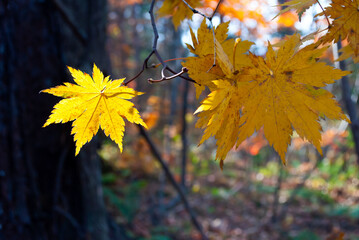 Selective focus. Yellow maple leaves. Autumn background.