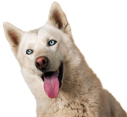 White Siberian husky of white background © BillionPhotos.com