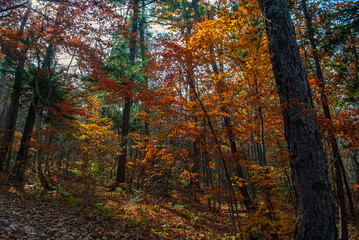 Blurred background. Autumn forest. November.
