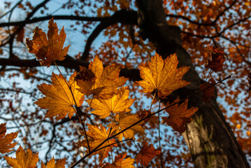 Selective focus. Yellow maple leaves. Autumn background.
